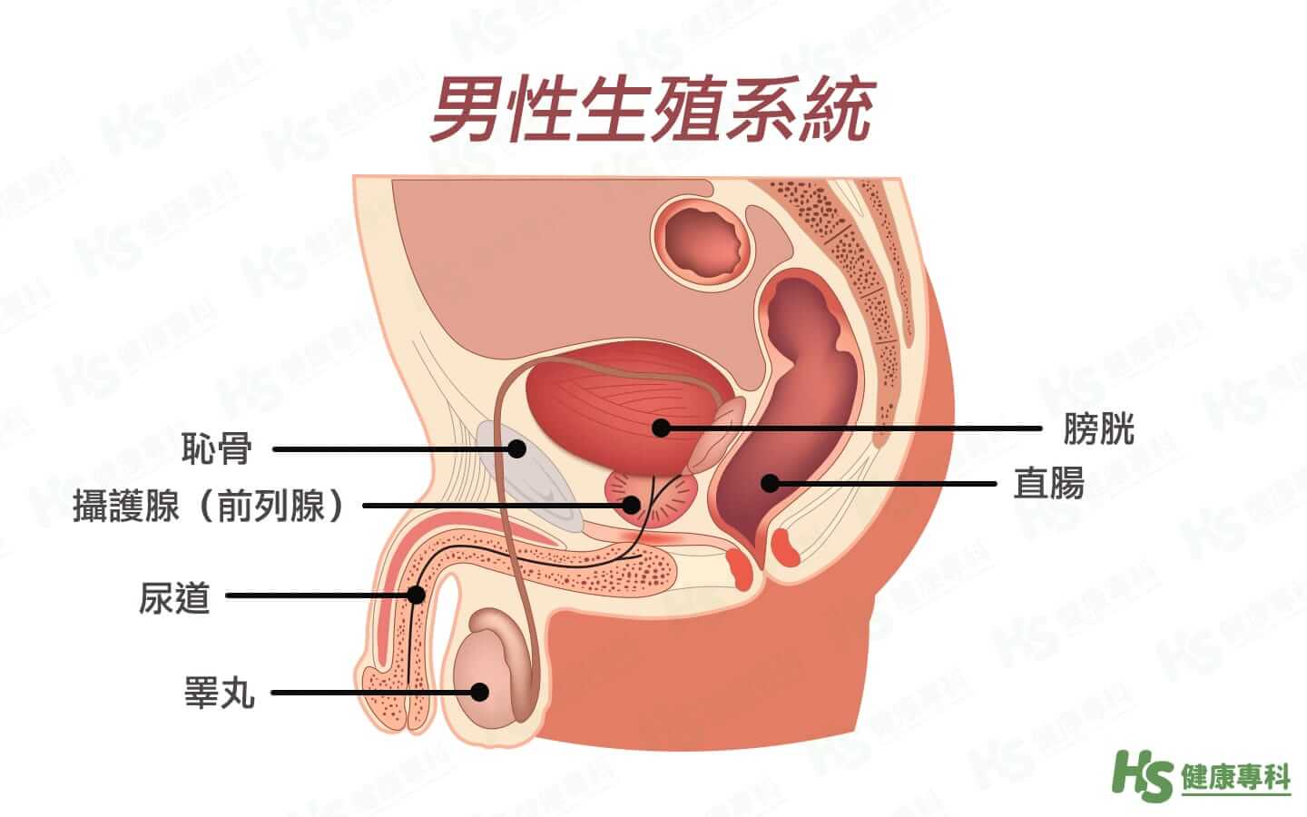 攝護腺位置